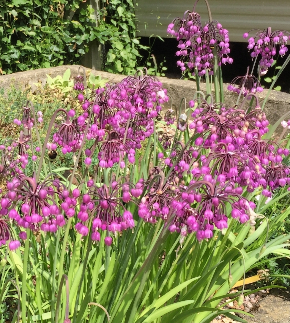 Allium cernuum 